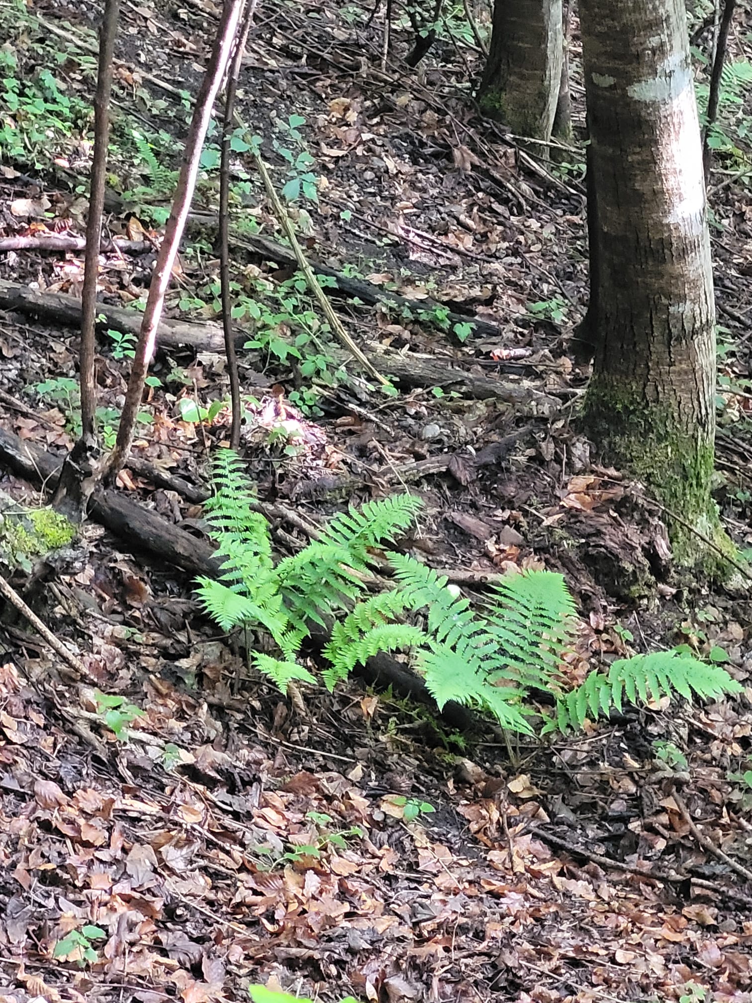 Tanz